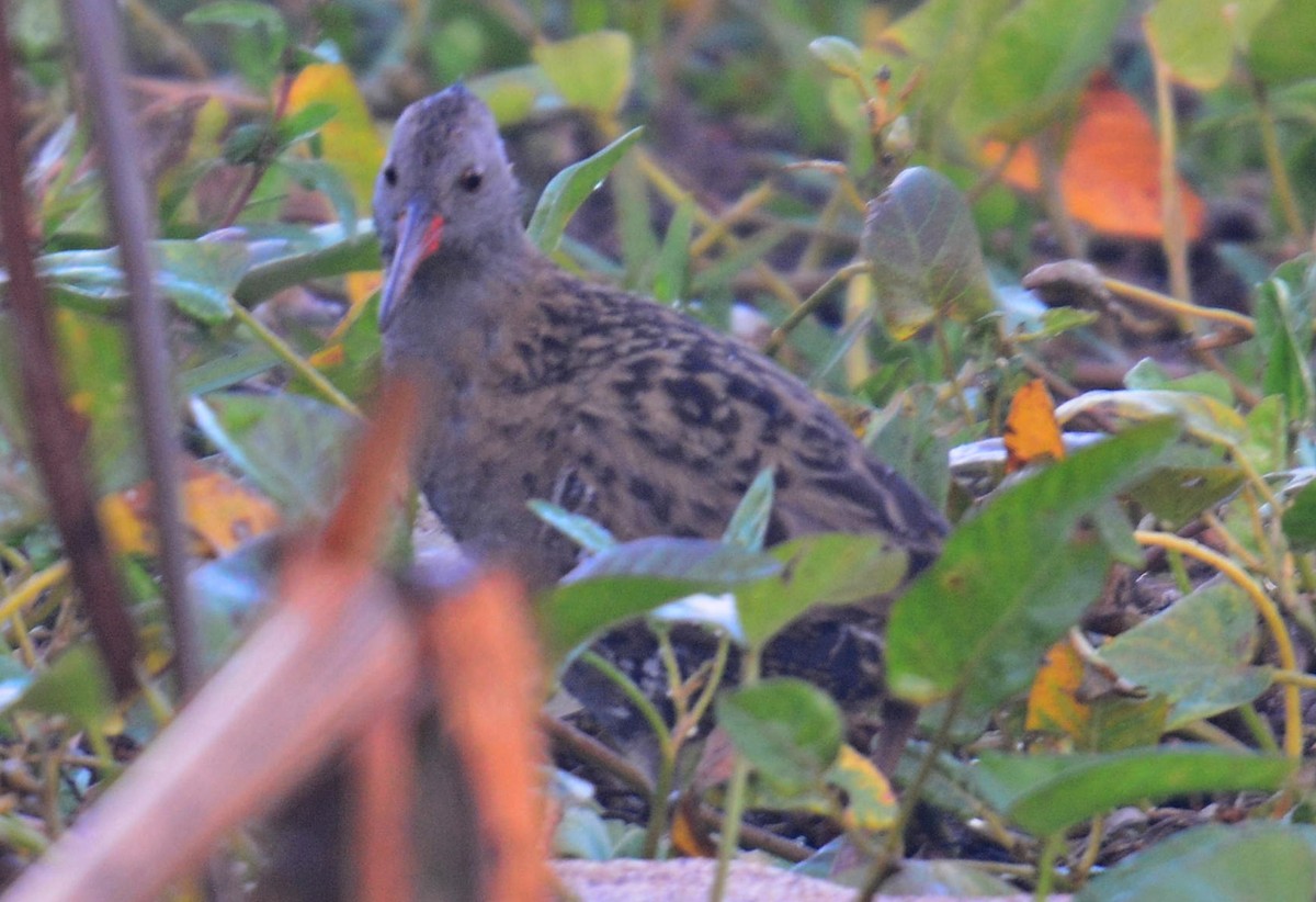 Water Rail - ML625072591