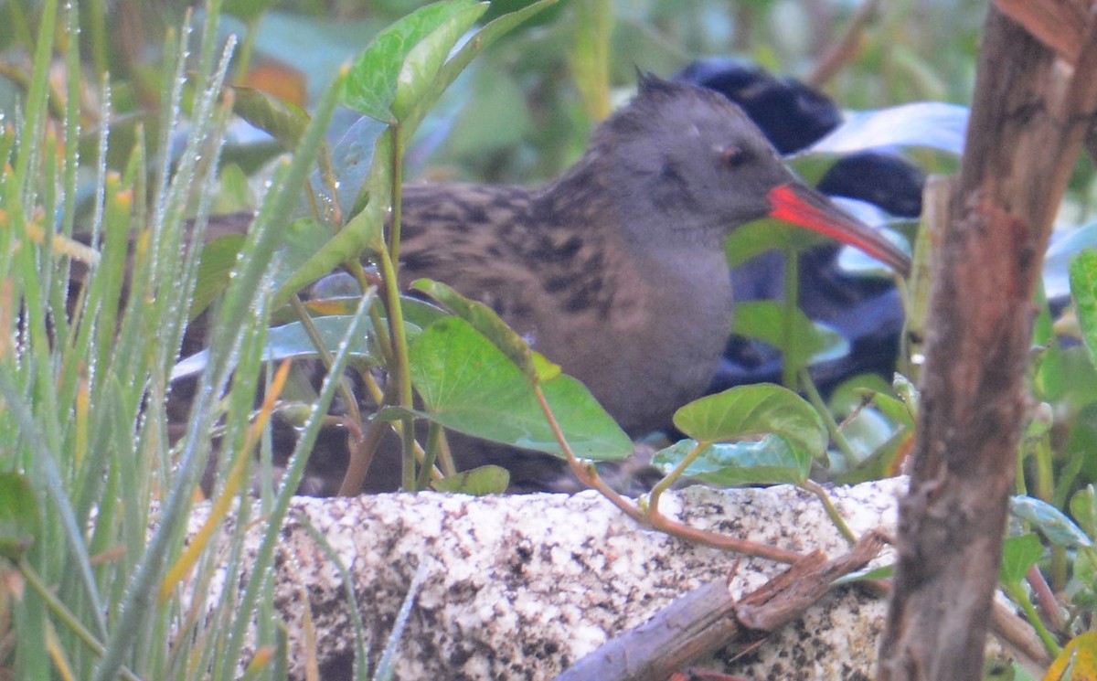 Water Rail - ML625072592