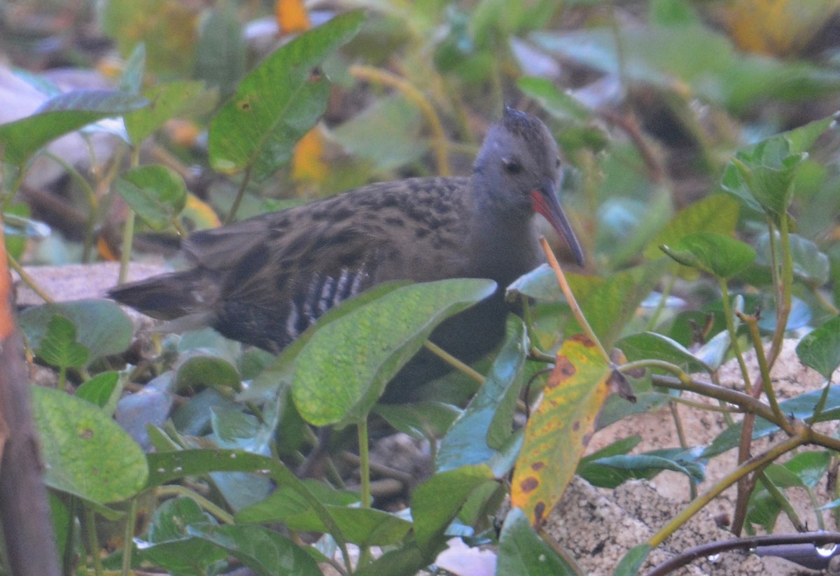 Water Rail - ML625072593