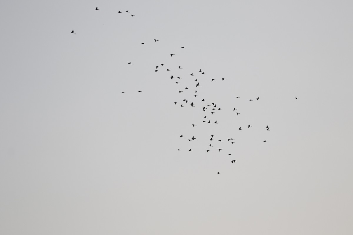 Hypocolius - ML625072614