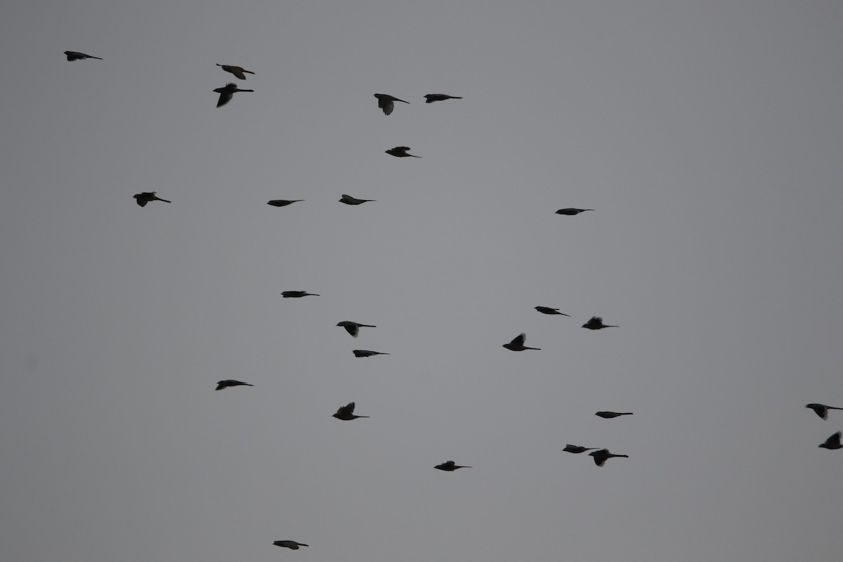 Hypocolius - ML625072643