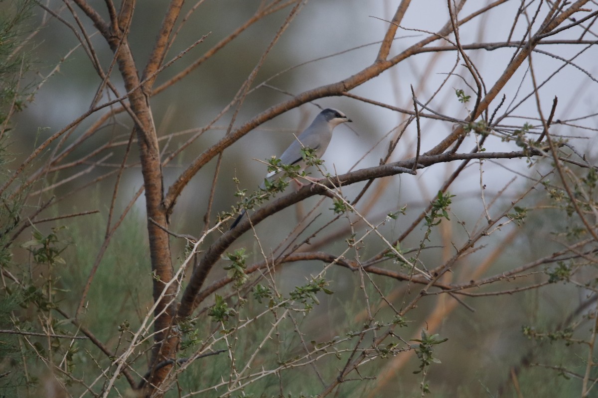 Hypocolius - ML625072680