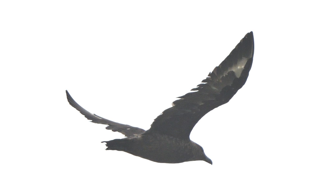 Brown Skua - ML625072741