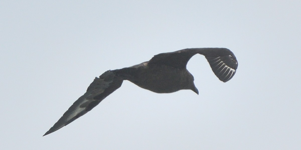 Brown Skua - ML625072742