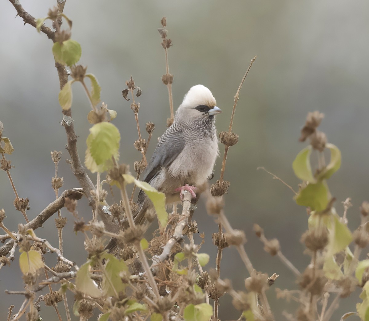 White-headed Mousebird - ML625072754