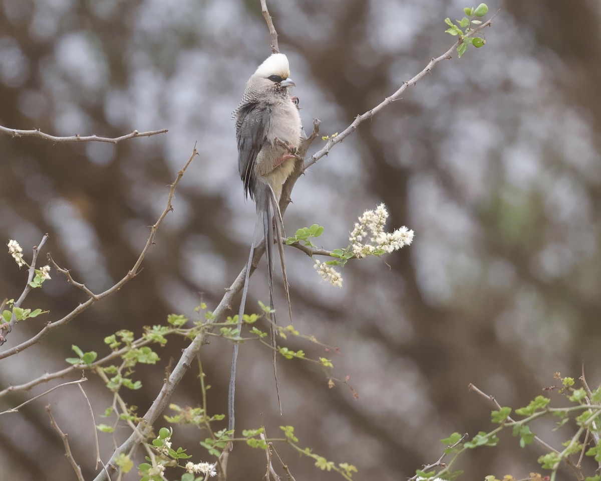 White-headed Mousebird - ML625072755