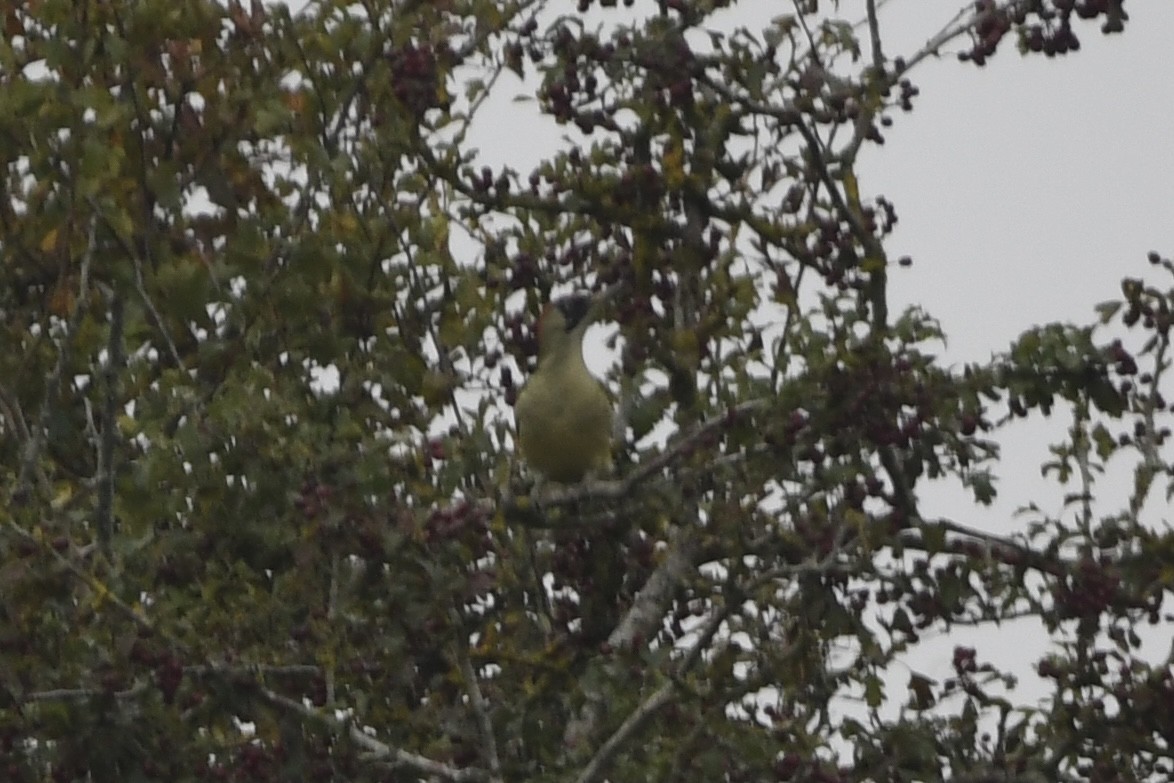 Eurasian Green Woodpecker - ML625072786