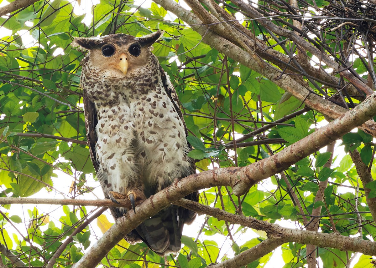 Spot-bellied Eagle-Owl - ML625072811