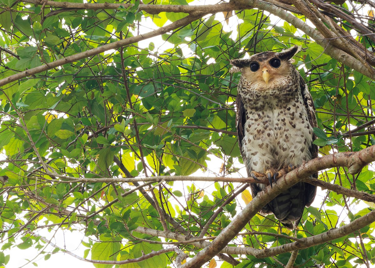 Spot-bellied Eagle-Owl - ML625072812