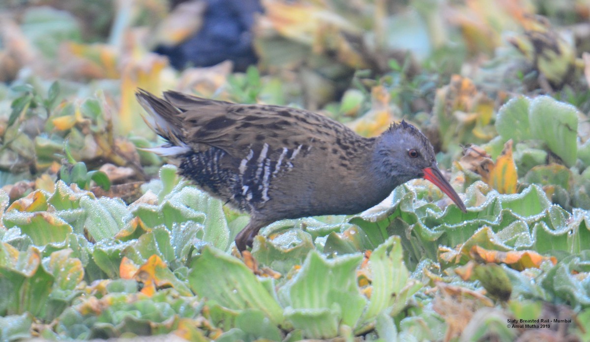 Water Rail - ML625073114
