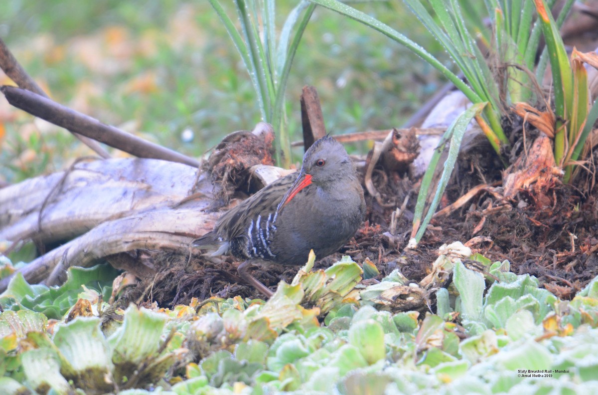 Water Rail - ML625073115
