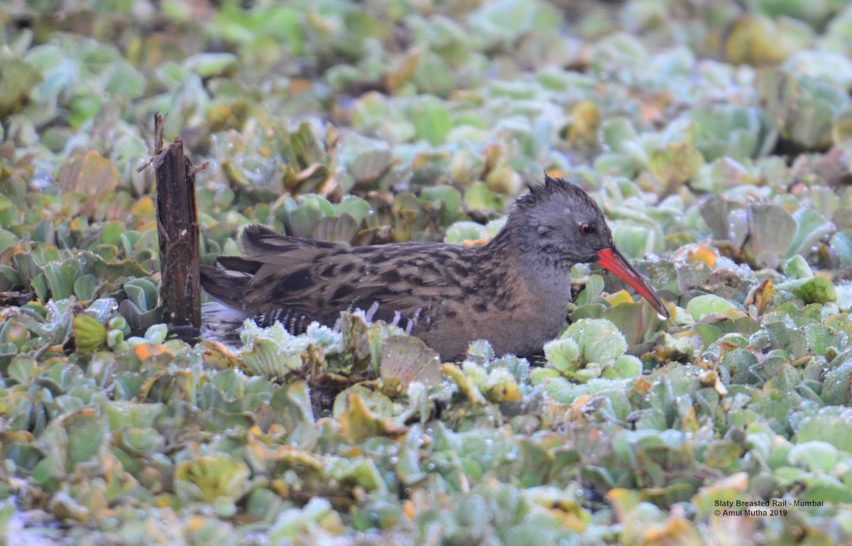 Water Rail - ML625073116