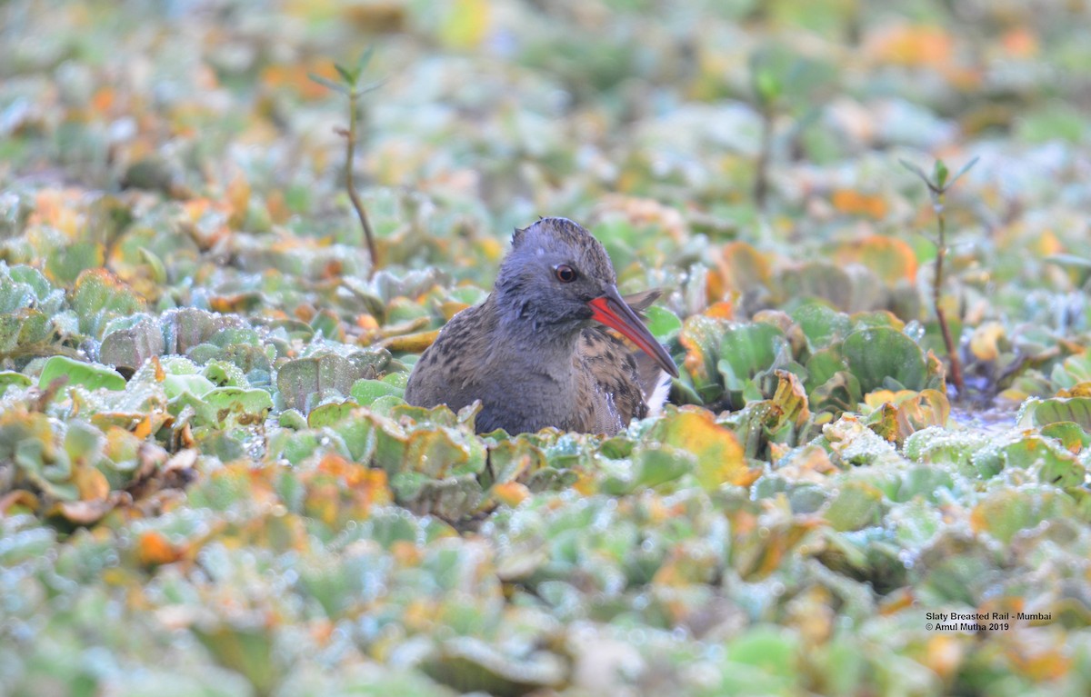 Water Rail - ML625073117