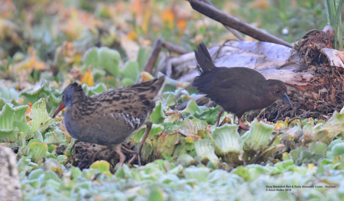 Water Rail - ML625073127