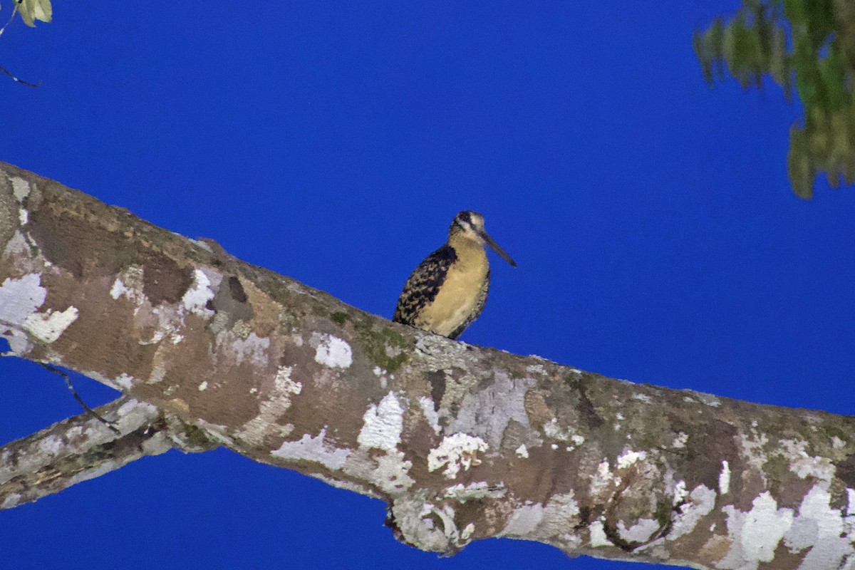 Moluccan Woodcock - ML625073279