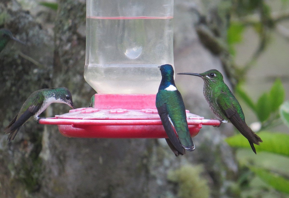 Green-crowned Brilliant - ML625073302