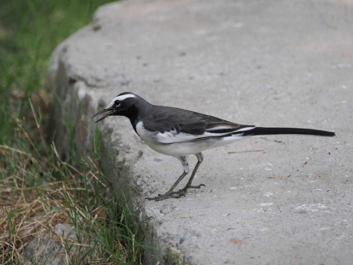 White-browed Wagtail - ML625073320
