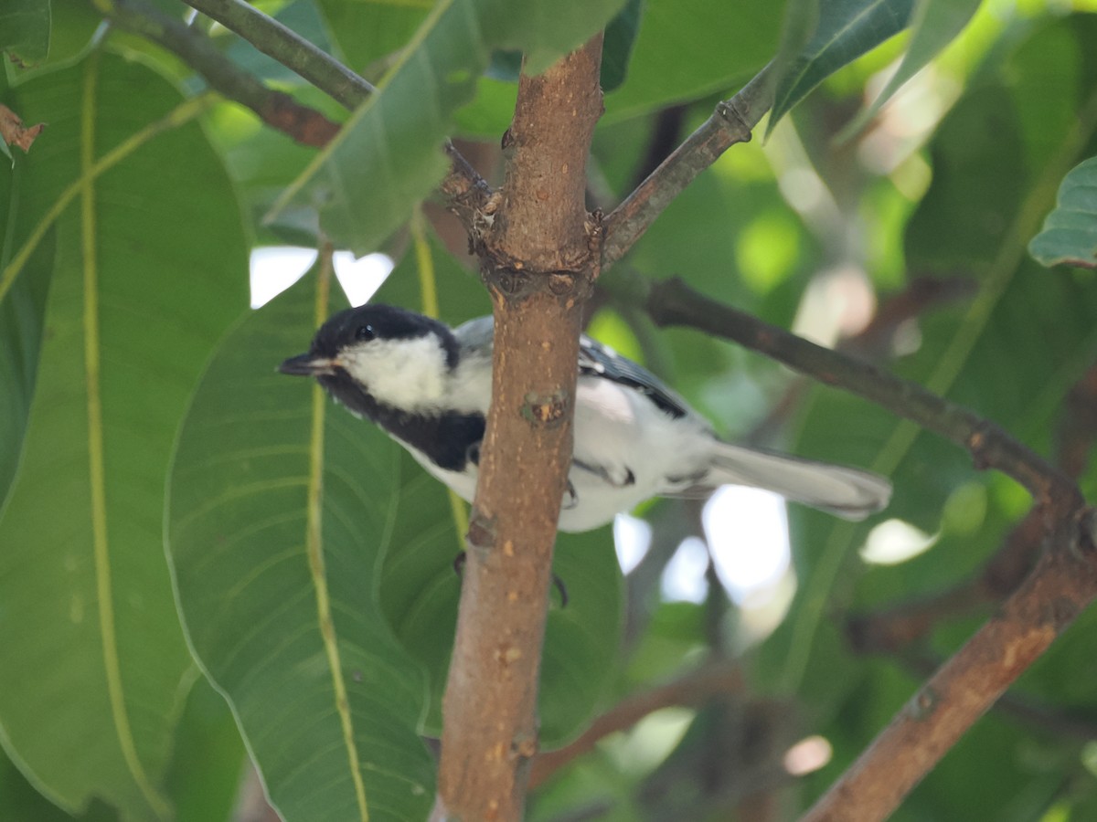 Asian Tit (Cinereous) - ML625073324