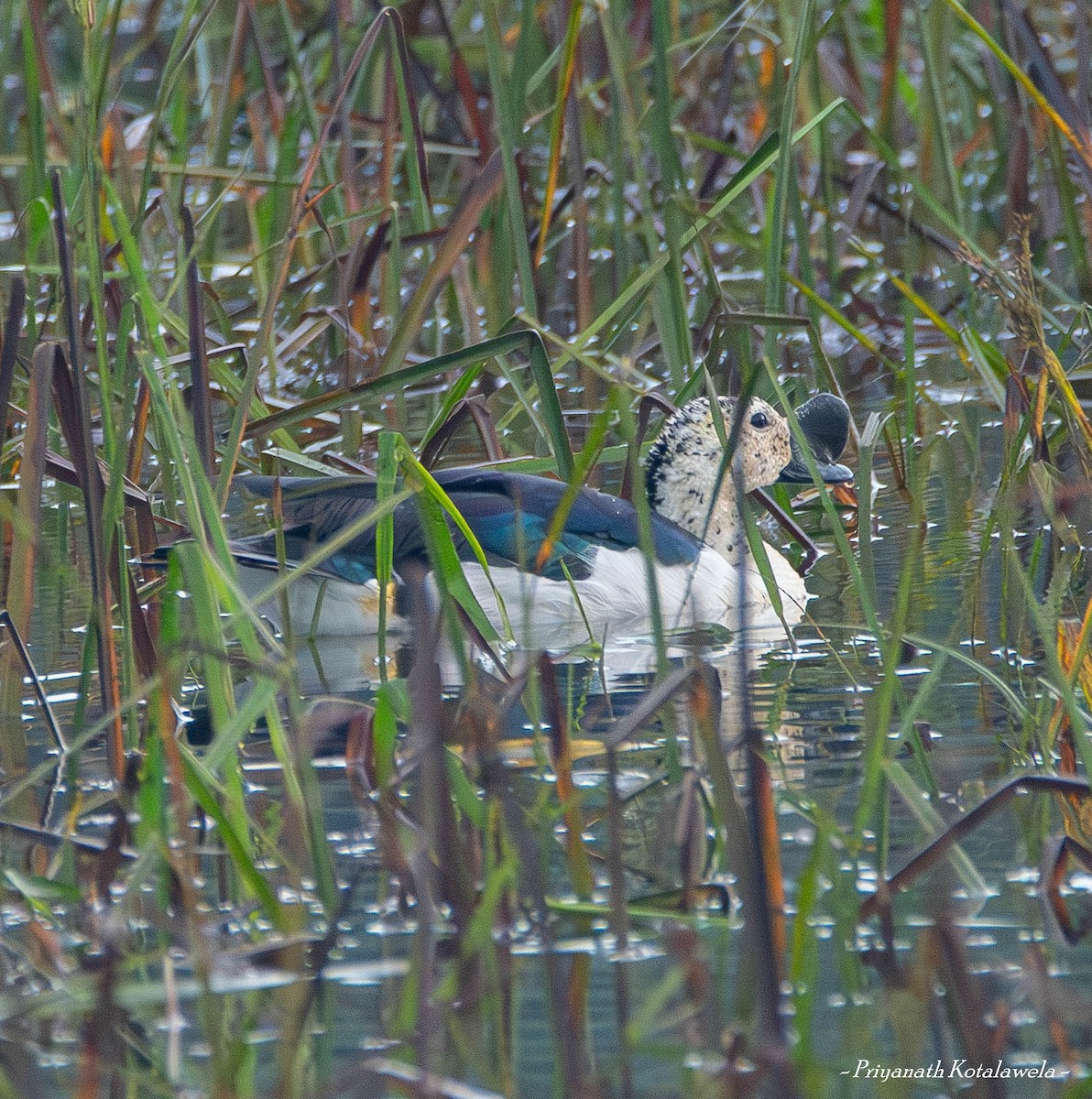 コブガモ - ML625073326