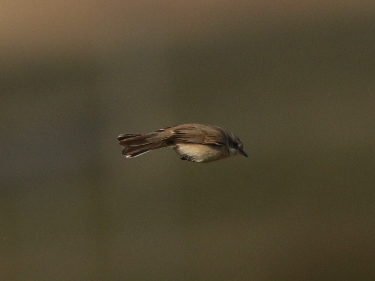 Lesser Whitethroat (halimodendri) - ML625073463