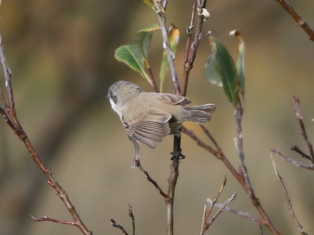 Lesser Whitethroat (halimodendri) - ML625073465