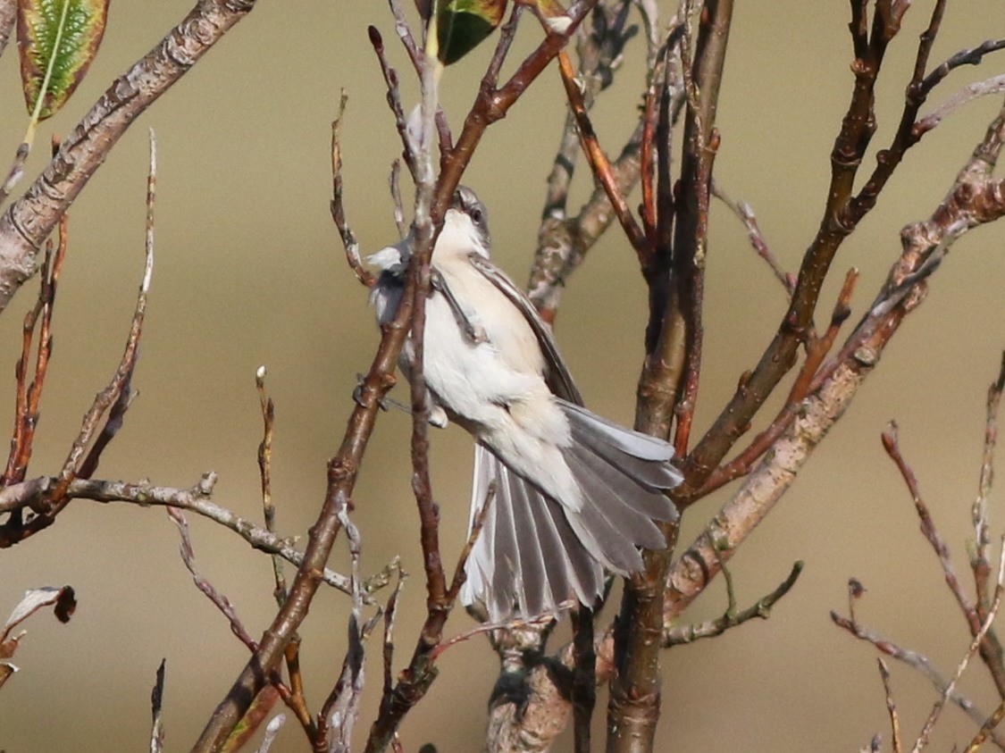 Lesser Whitethroat (halimodendri) - ML625073469