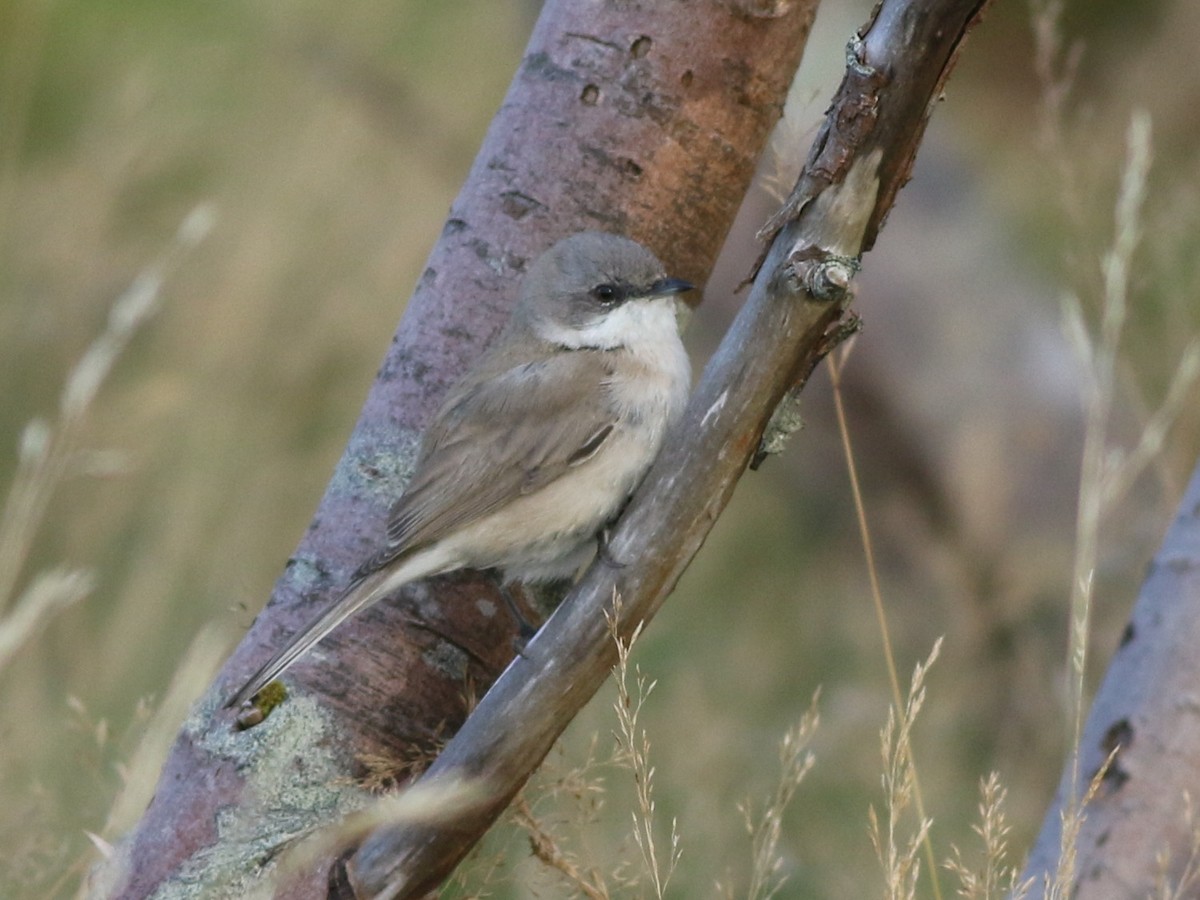 Lesser Whitethroat (halimodendri) - ML625073472