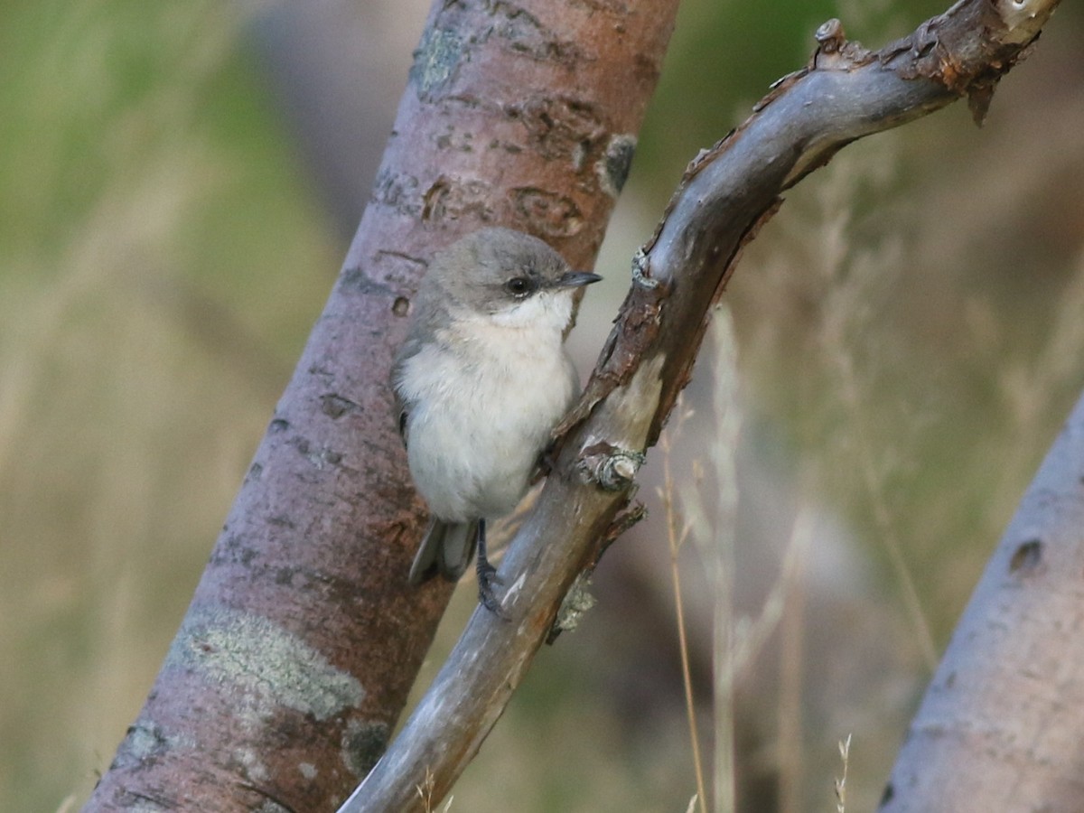 Lesser Whitethroat (halimodendri) - ML625073474