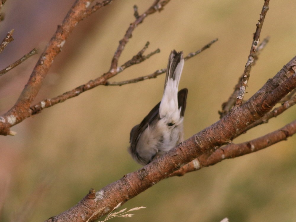 Lesser Whitethroat (halimodendri) - ML625073481