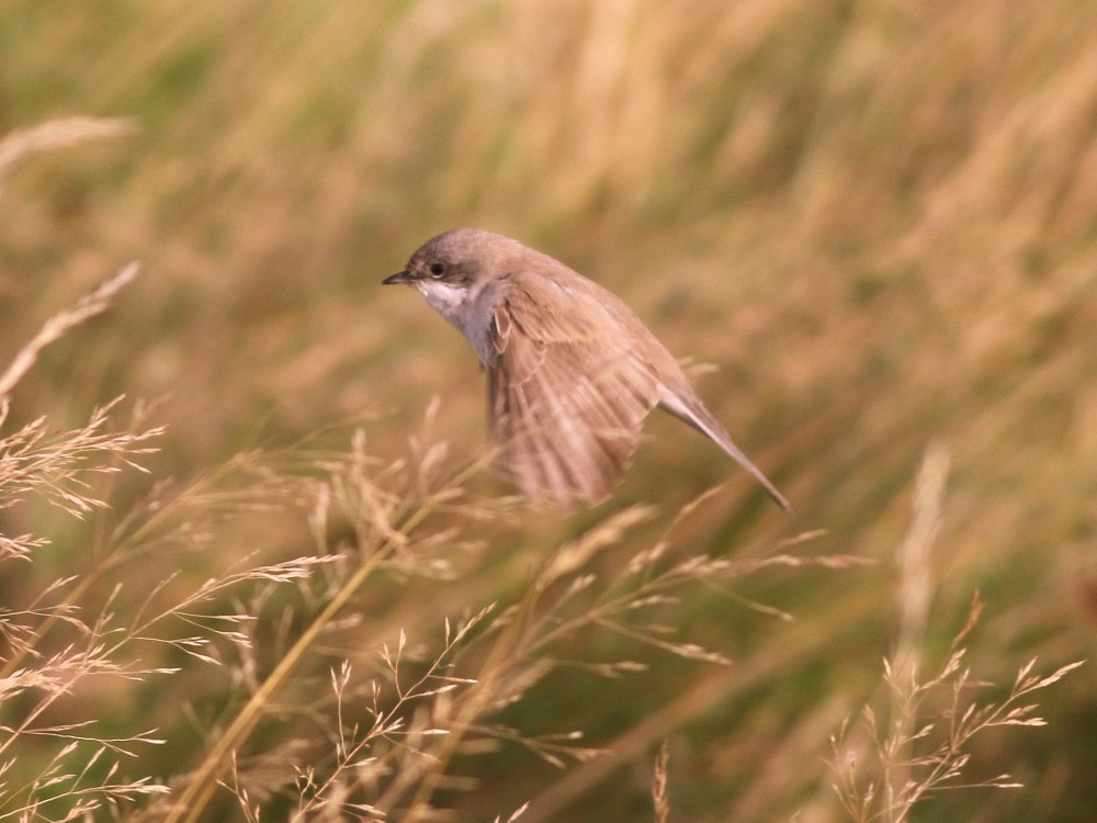 Lesser Whitethroat (halimodendri) - ML625073482