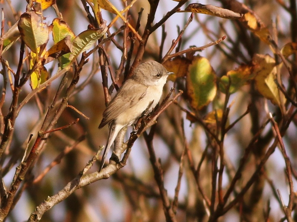 Lesser Whitethroat (halimodendri) - ML625073483