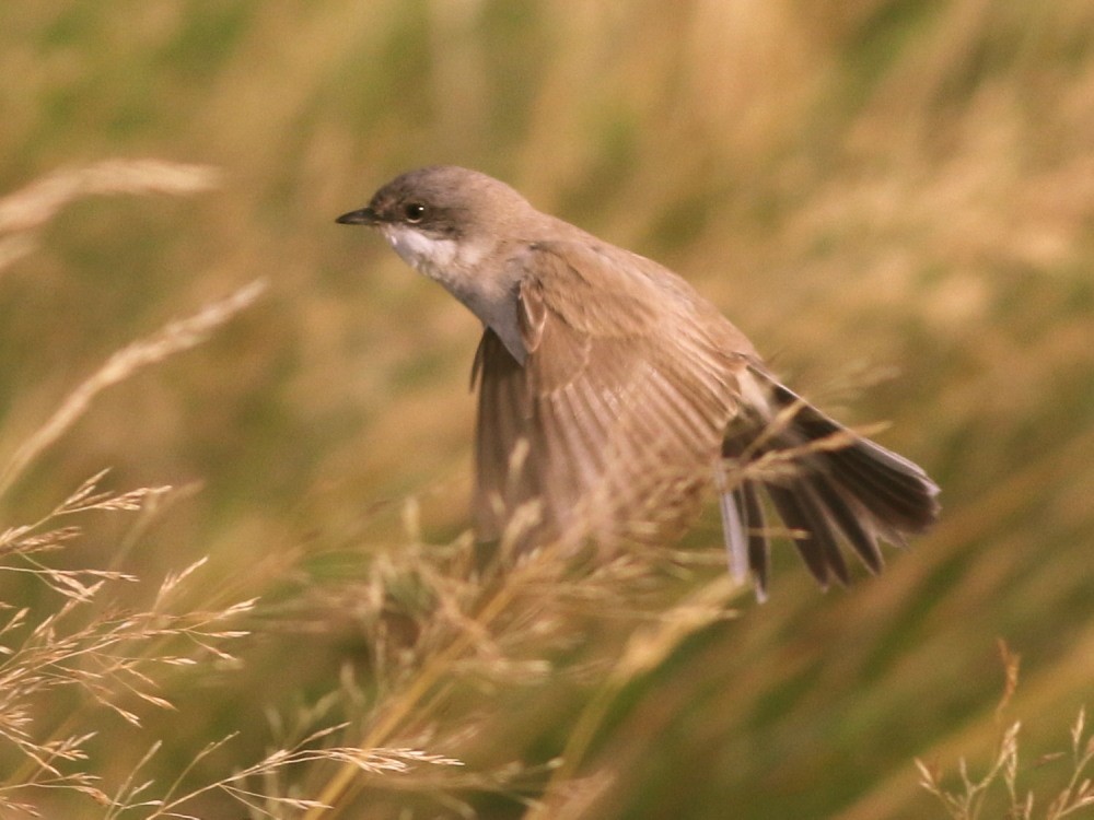 Lesser Whitethroat (halimodendri) - ML625073484