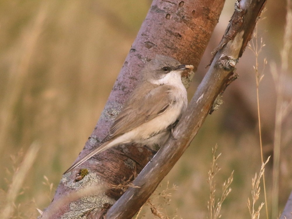 Lesser Whitethroat (halimodendri) - ML625073485