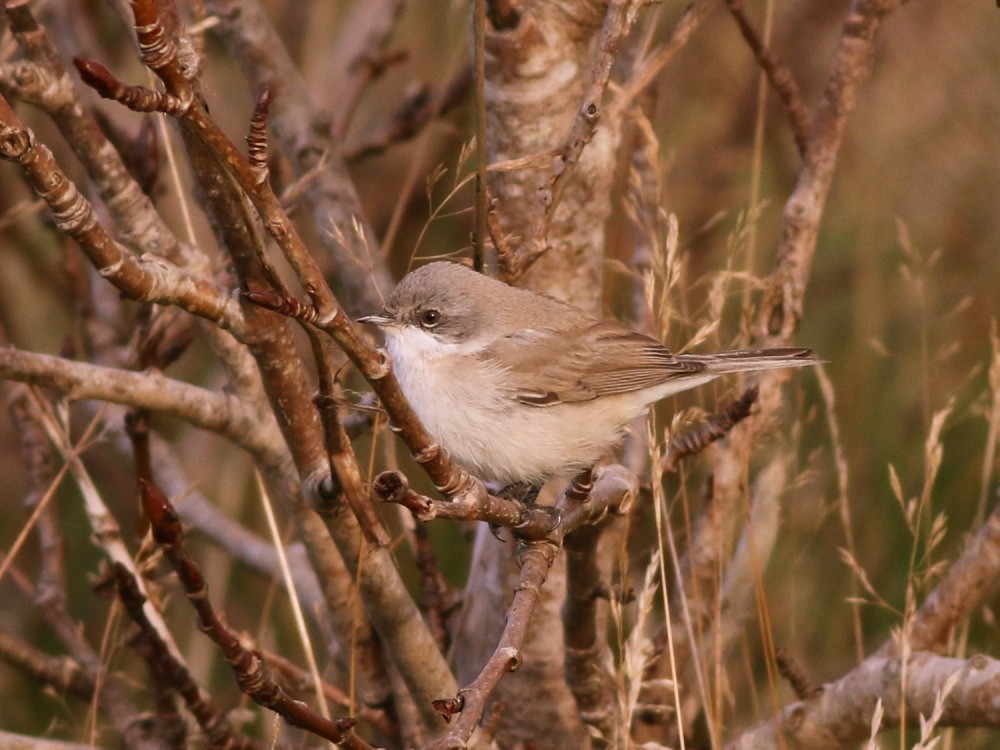 Lesser Whitethroat (halimodendri) - ML625073486