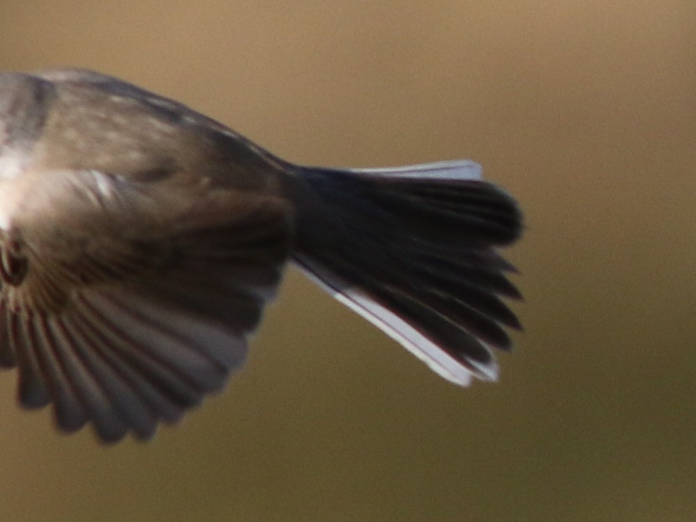 Lesser Whitethroat (halimodendri) - ML625073487