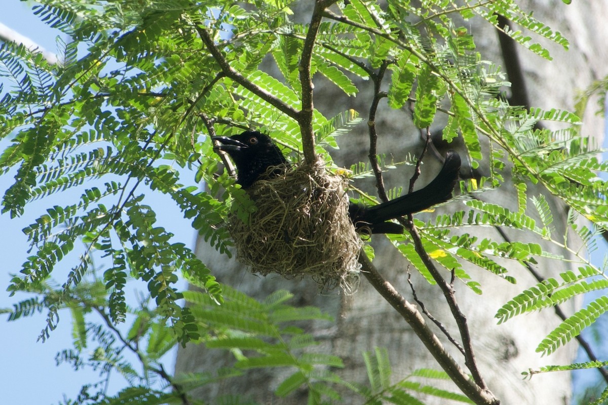 Hair-crested Drongo (Obi) - ML625073496