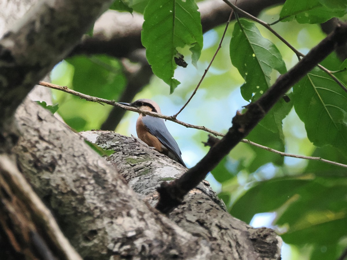 nuthatch sp. - ML625073529