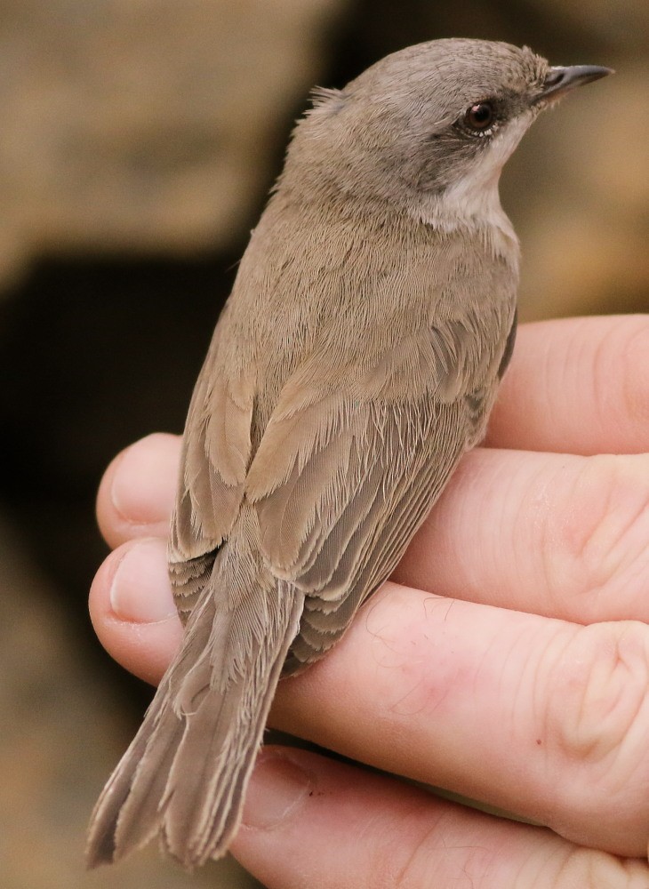 Lesser Whitethroat (halimodendri) - ML625073595