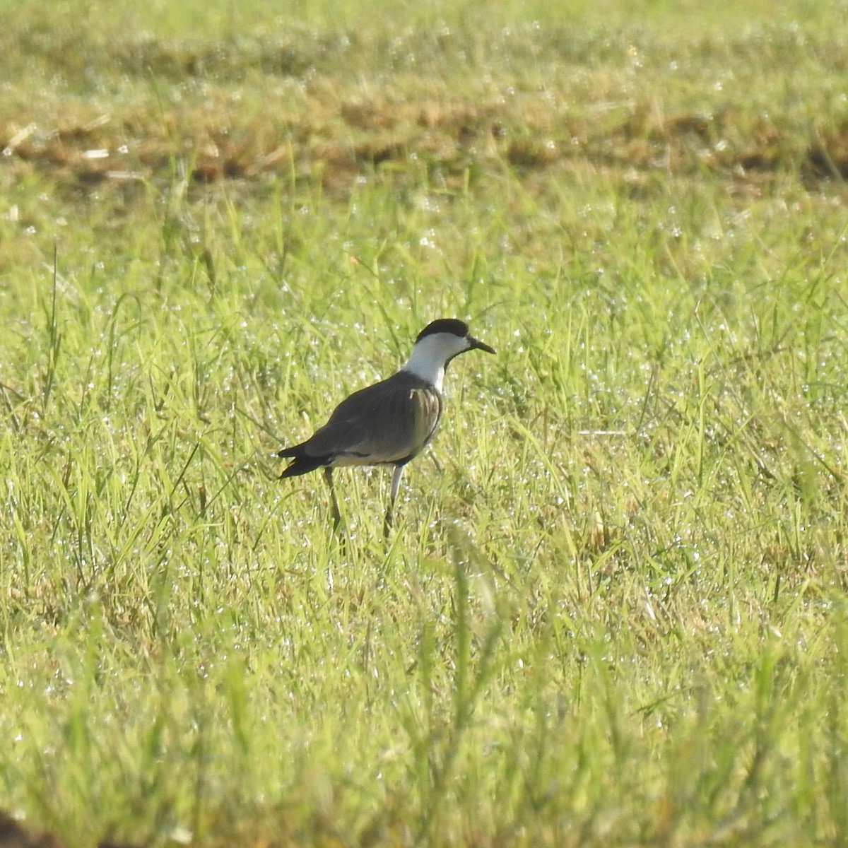 Spur-winged Lapwing - ML625073794