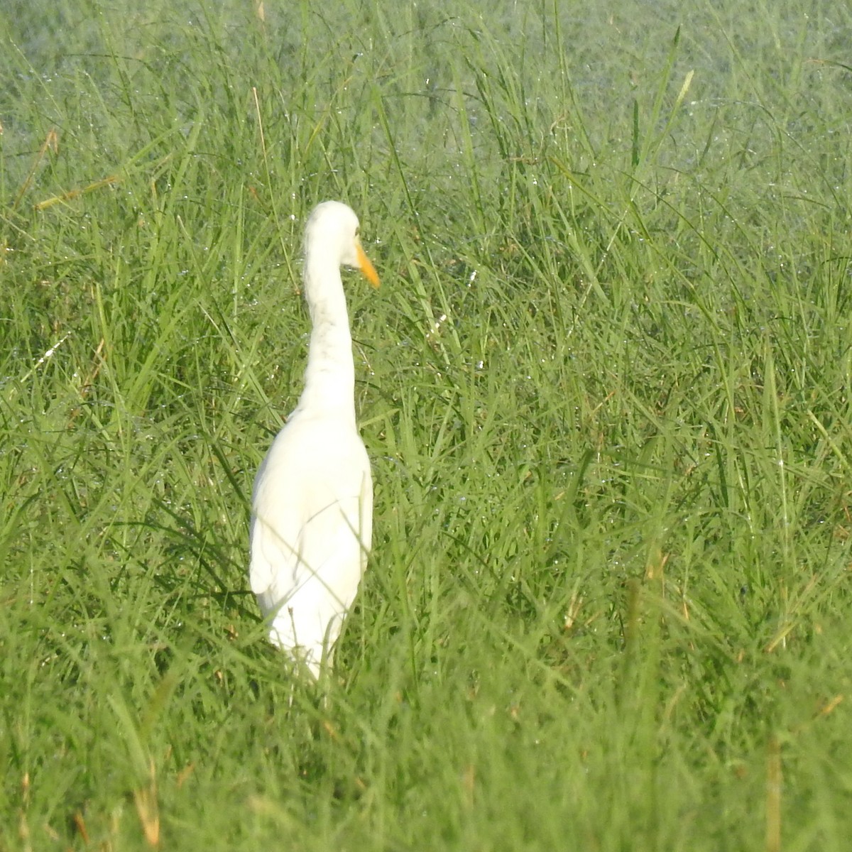 Western Cattle-Egret - ML625073799