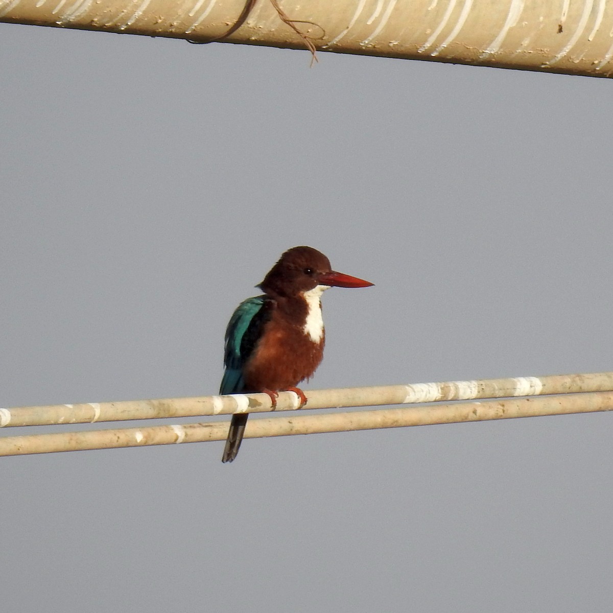 White-throated Kingfisher - ML625073804