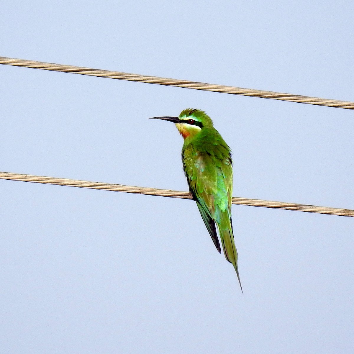 Blue-cheeked Bee-eater - ML625073808