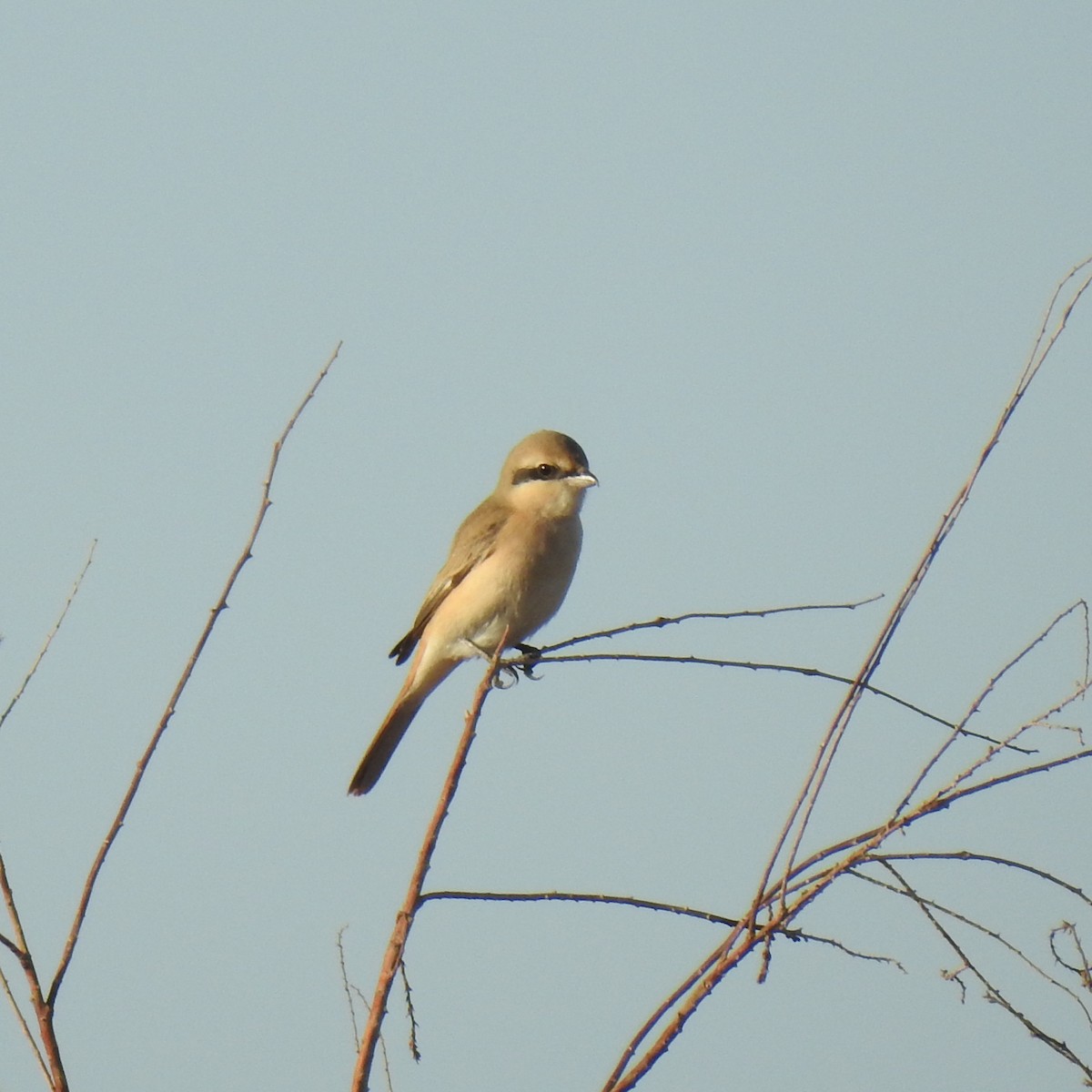 Isabelline Shrike - ML625073809
