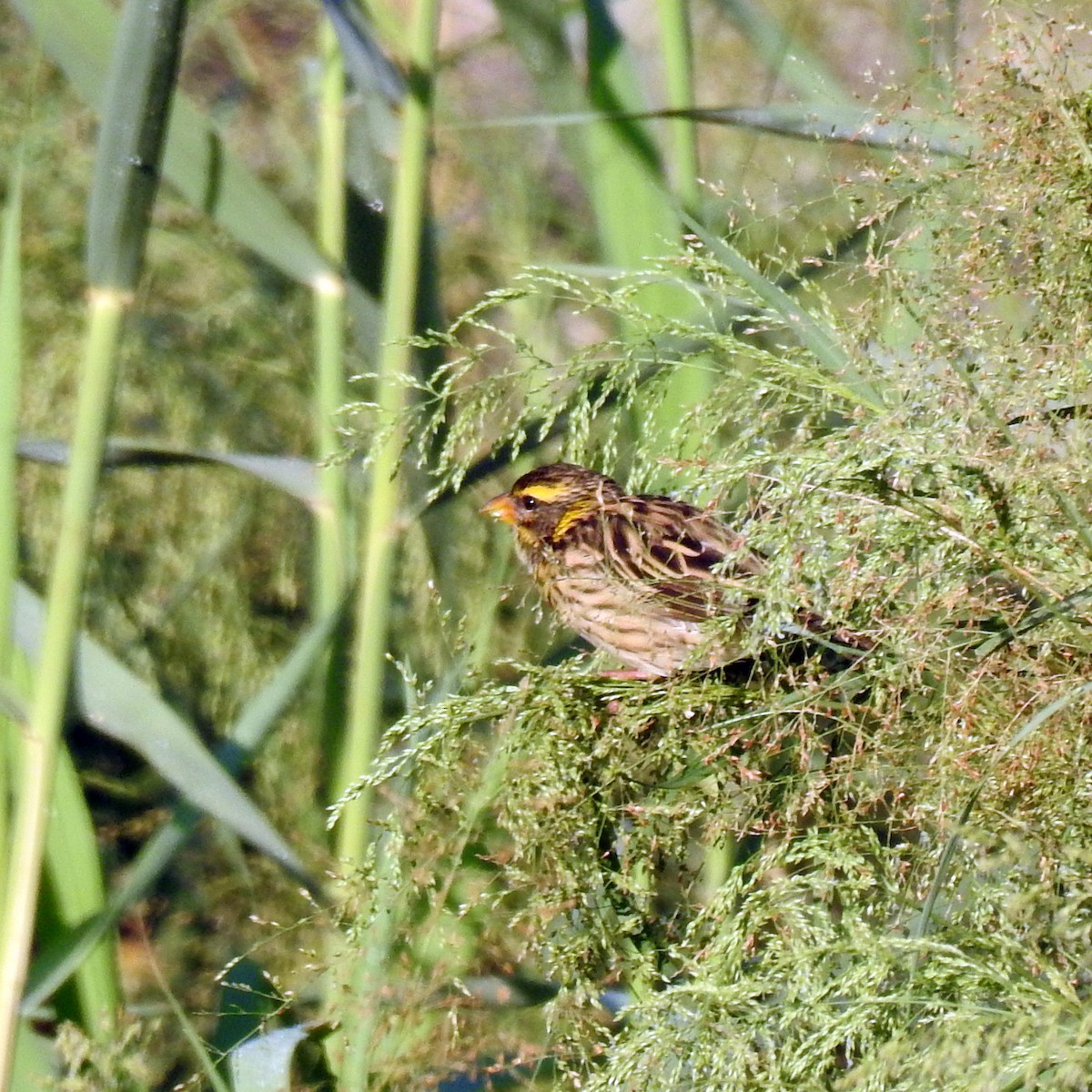 Streaked Weaver - ML625073811