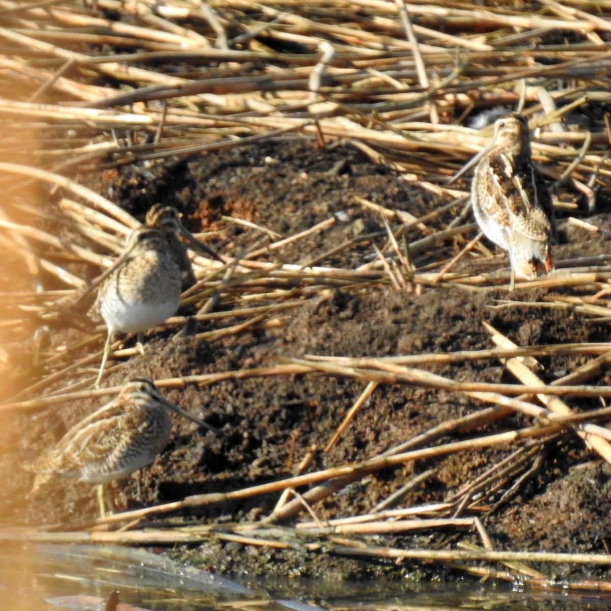 Common Snipe - ML625073813