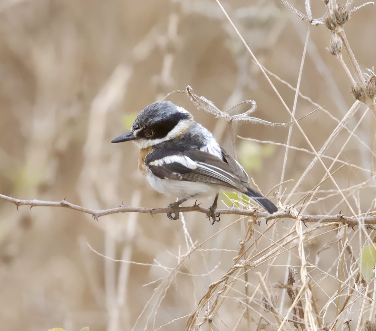 Pygmy Batis - ML625073904