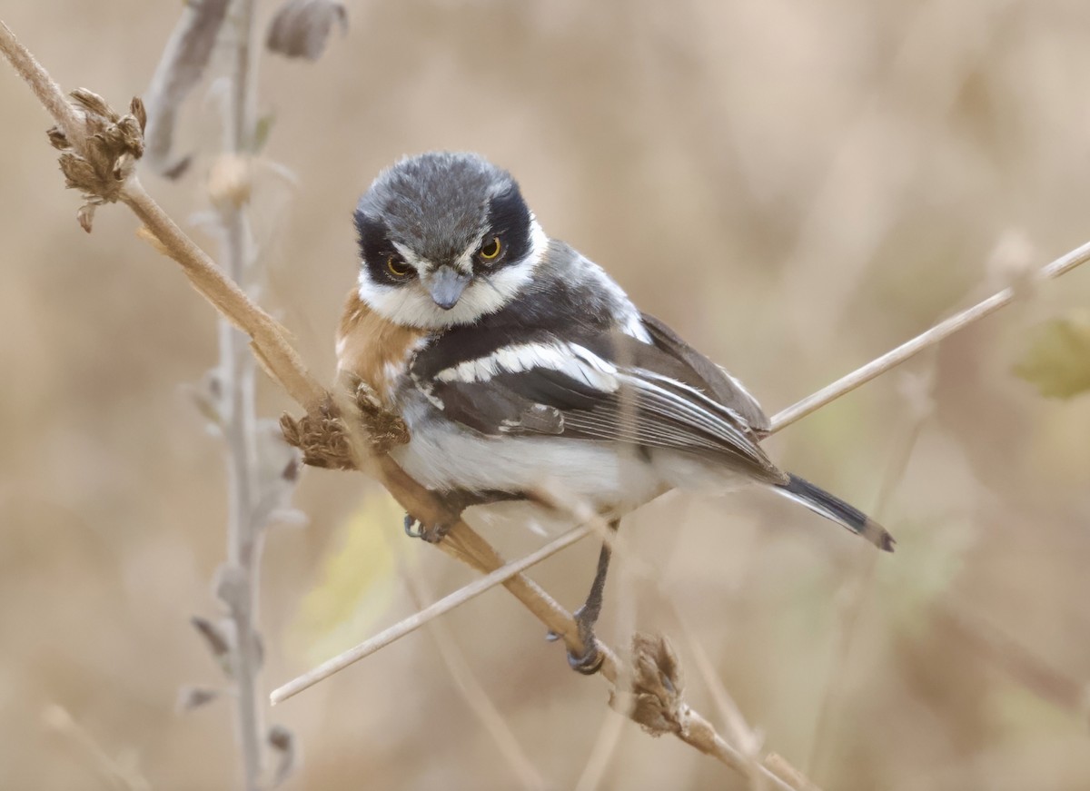 Pygmy Batis - Joseph Tobias