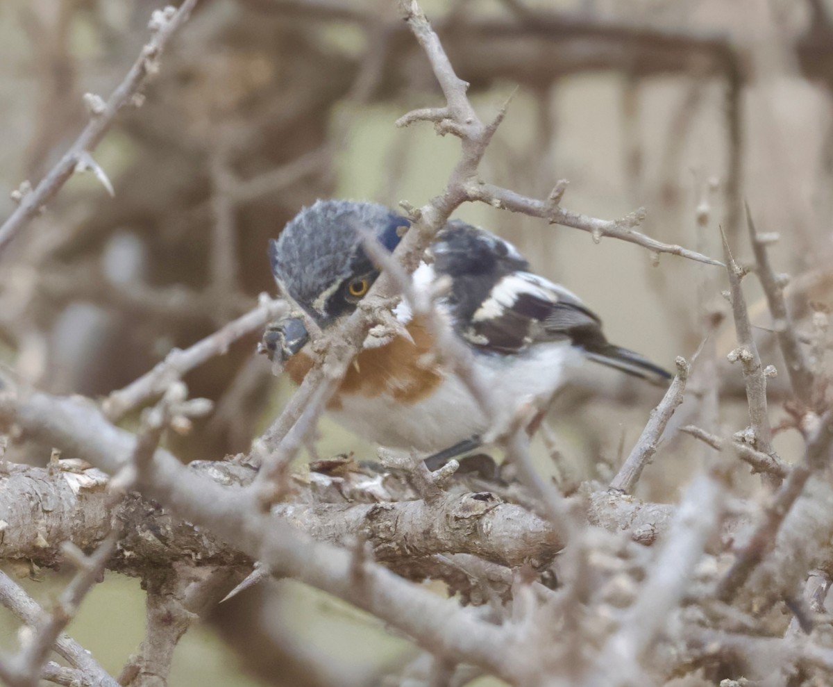 Pygmy Batis - ML625073906