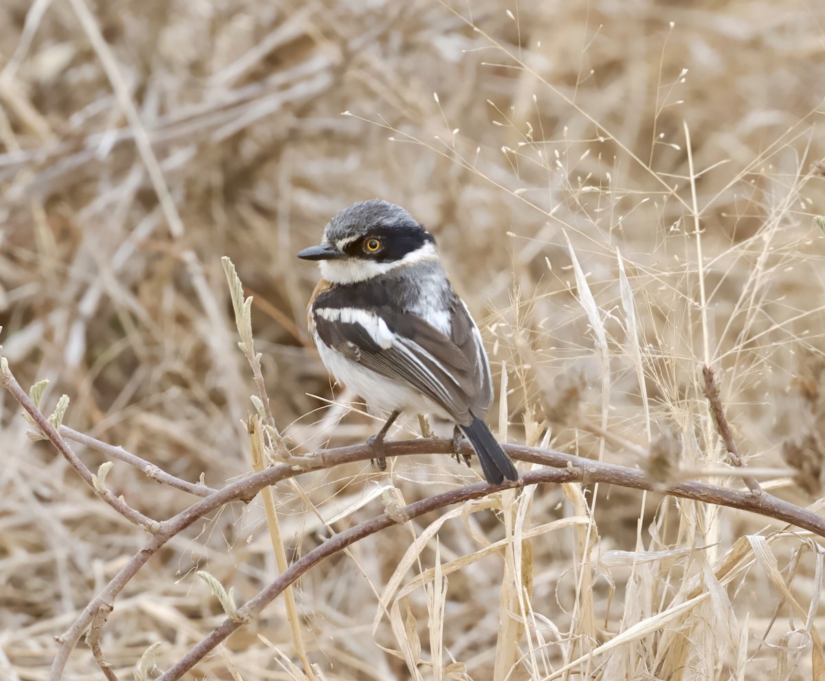 Pygmy Batis - ML625073907