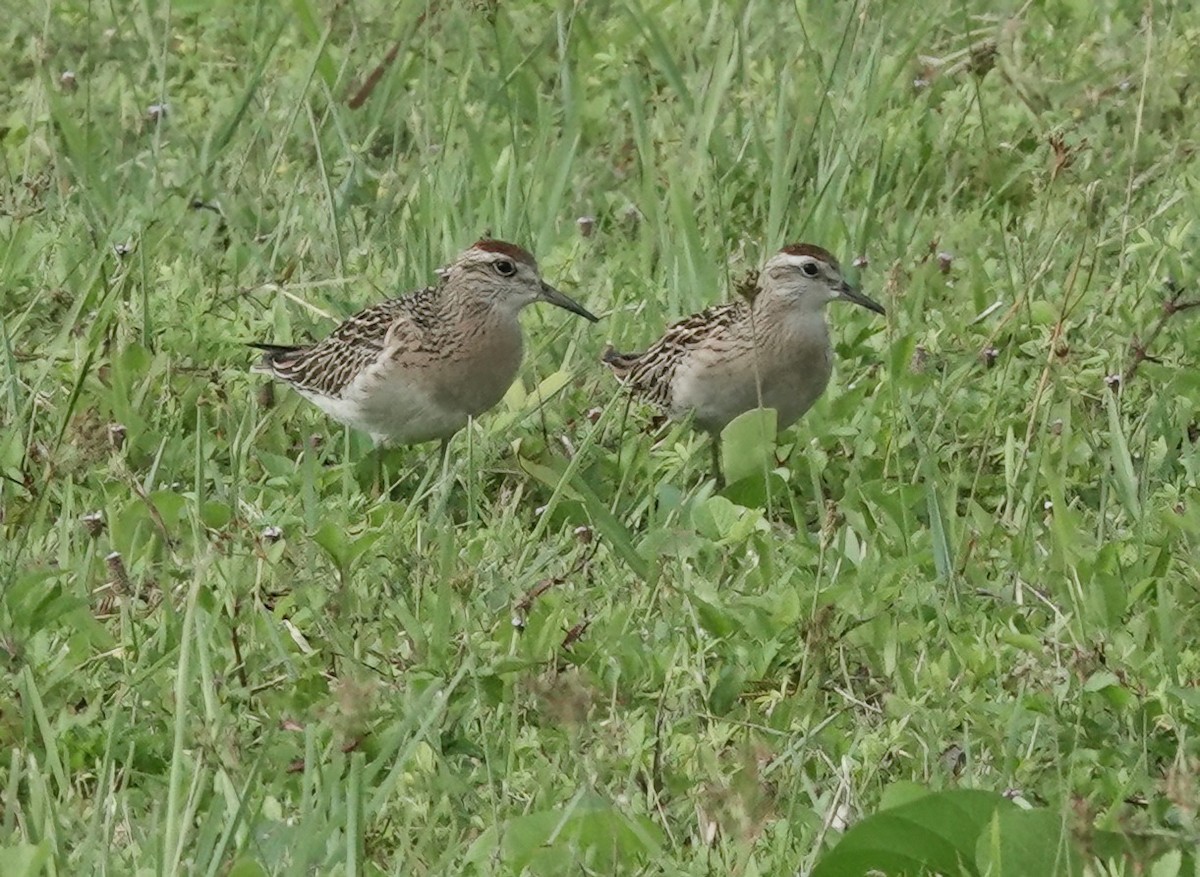 Sharp-tailed Sandpiper - ML625073952